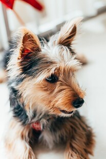 可爱约克夏犬的萌态瞬间