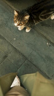脚边的猫咪