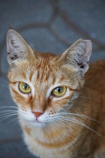 橘猫特写
