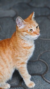 橘猫站立眺望