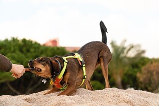 狗狗沙滩玩耍互动瞬间