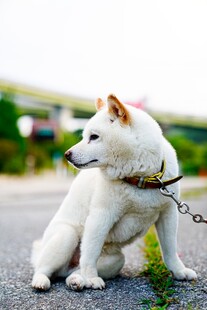拴着的白柴犬坐于户外