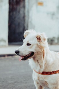 户外可爱白狗吐舌