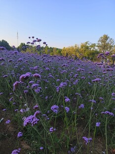 紫色马鞭草花海