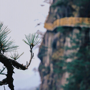 悬崖边的松枝与栈道
