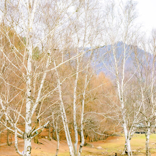 秋日白桦林风景