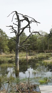 枯树立于湿地的萧瑟景象
