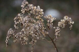 干枯花枝特写