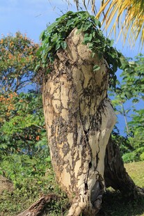 奇特树桩绿植覆盖