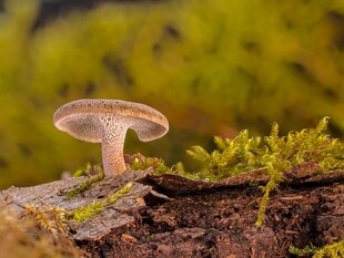 树干上的蘑菇与翠绿苔藓