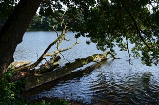 湖畔老树横卧于静谧水面