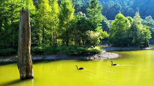 山林间的碧绿湖水与飞鸟