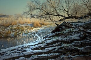 冬日河岸雪景与枯树