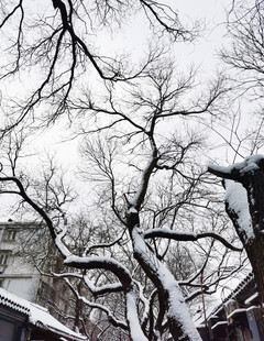 雪覆树枝冬日景致
