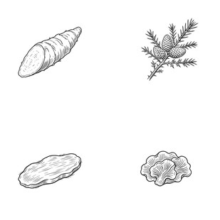 四种植物形态简笔画
