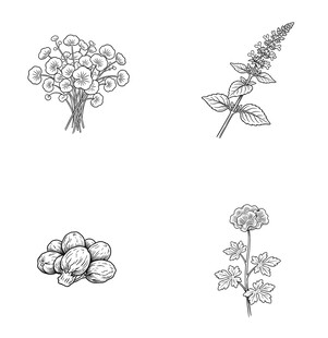 手绘草本植物插画