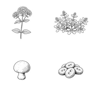 植物与菌类黑白插画