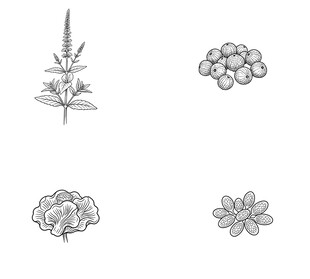 手绘植物图案集合