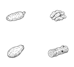 根茎类食材素描图