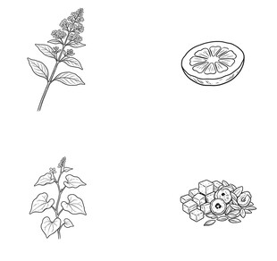 草本植物图标集