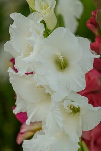 白色唐菖蒲绽放