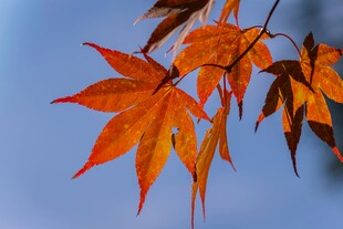 秋日枫叶枝头展风姿
