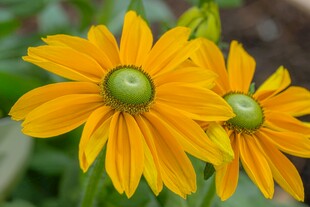 两朵明艳的黄色黑心菊