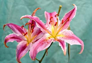 娇艳粉色百合花绽放