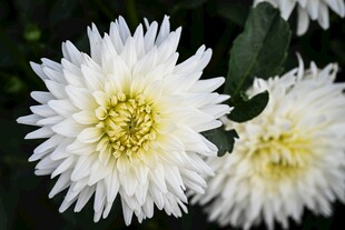 白色菊花绽放
