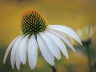 白色松果菊特写