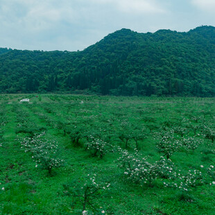 绿野山间的繁茂植物景观
