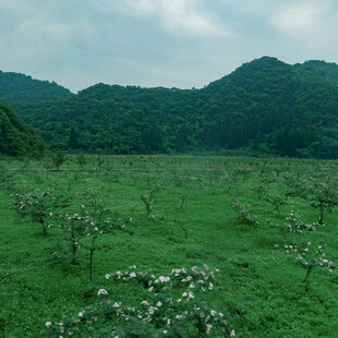 绿野果林