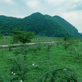 绿野青山间的田园风光