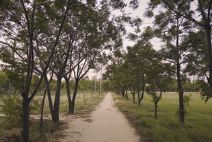 林间幽静小路