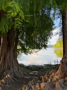 湖畔古树风景