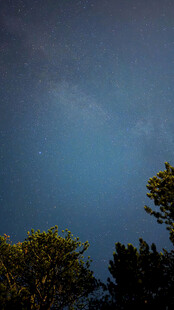 夜幕下的树梢与幽蓝天际