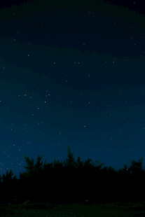 静谧夜空下的树木剪影
