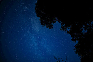 夜空下的树影与璀璨繁星