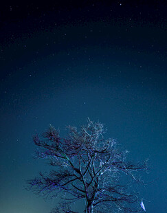 夜空下的孤独树木