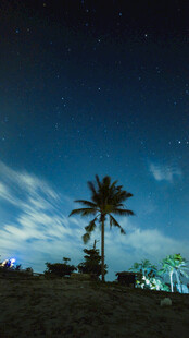 夜空下的孤独棕榈树