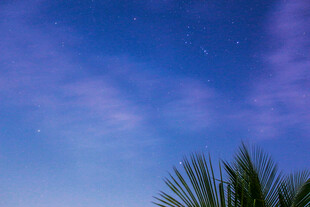 夜空下的棕榈树