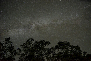 夜空下的树木与璀璨星河