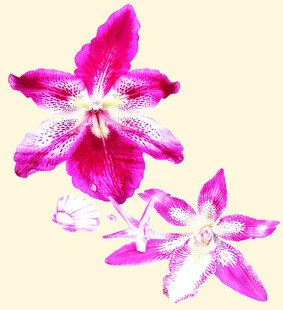 数码印花