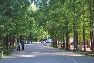 北京朝阳公园林荫道上的悠闲漫步