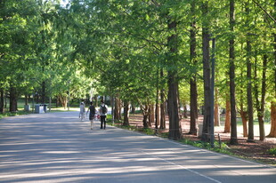 北京朝阳公园水杉林