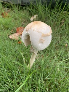 白蘑菇