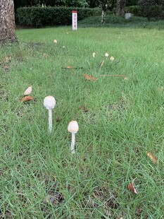 白蘑菇簇簇