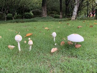 草坪上的菇
