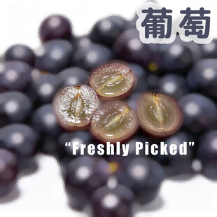 新鲜采摘的紫葡萄