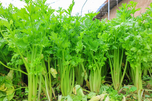 翠绿芹菜生机勃勃